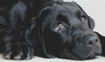 (image for) Black Lab Sighs